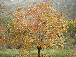 autumn
