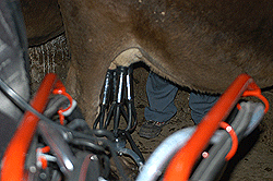 cow