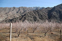 trees